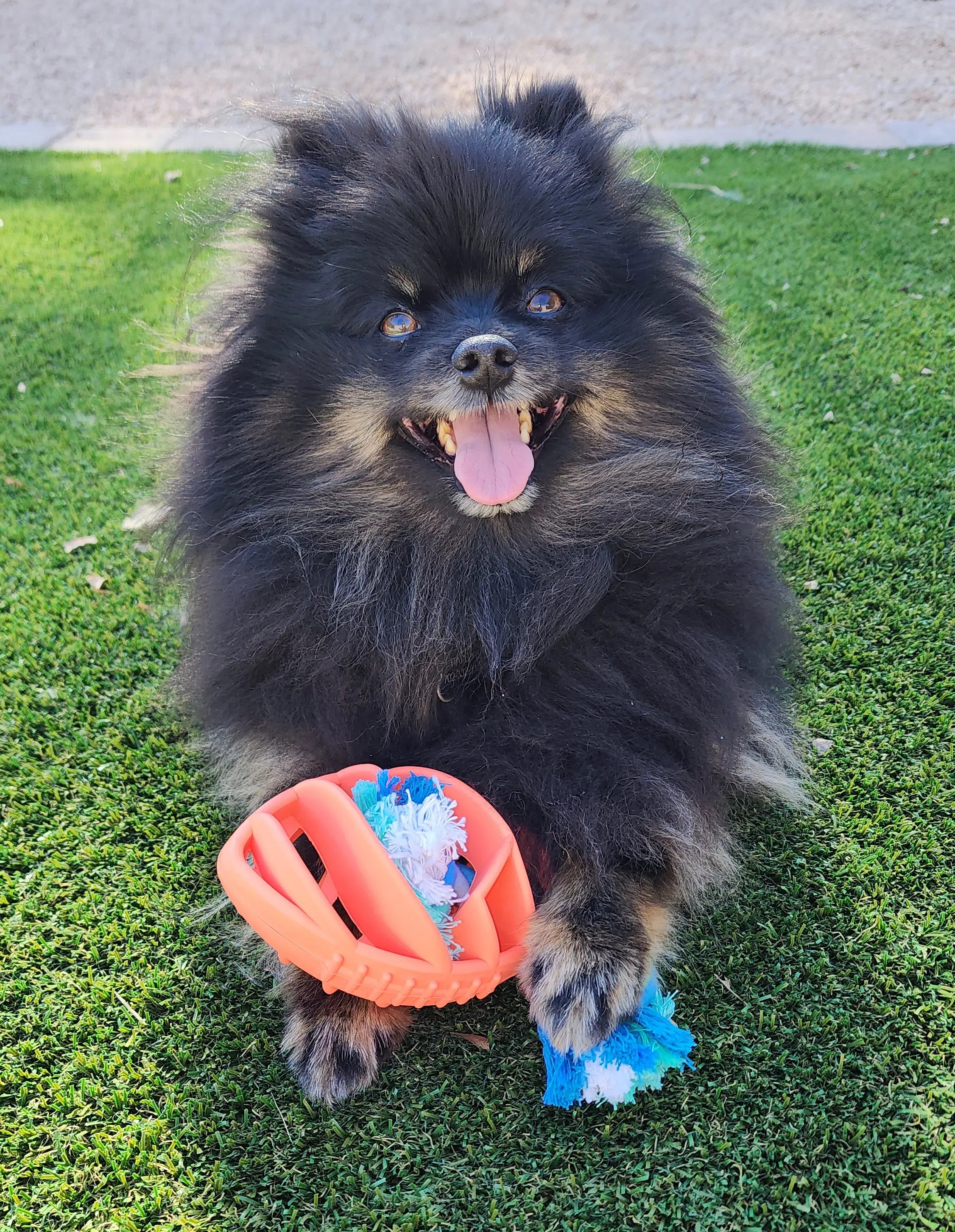 Rubber Football Dog Chew Toy with Tug Rope -- Great for Active Dogs -- - GLR SHOPPING