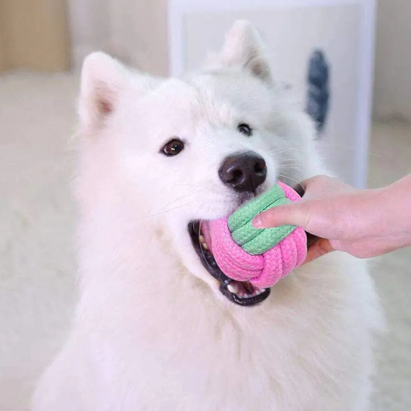 Pet Dog Chew Toys - GLR SHOPPING
